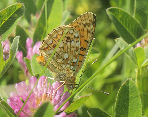 Klitperlemorsommerfugl, Fabriciana niobe. Dalby, Skne, Sverige d. 28 juni 2019. Fotograf; Lars Andersen