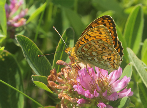 Klitperlemorsommerfugl, Fabriciana niobe. Dalby, Skne, Sverige d. 28 juni 2019. Fotograf; Lars Andersen