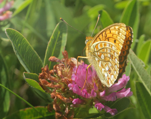 Klitperlemorsommerfugl, Fabriciana niobe. Dalby, Skne, Sverige d. 28 juni 2019. Fotograf; Lars Andersen