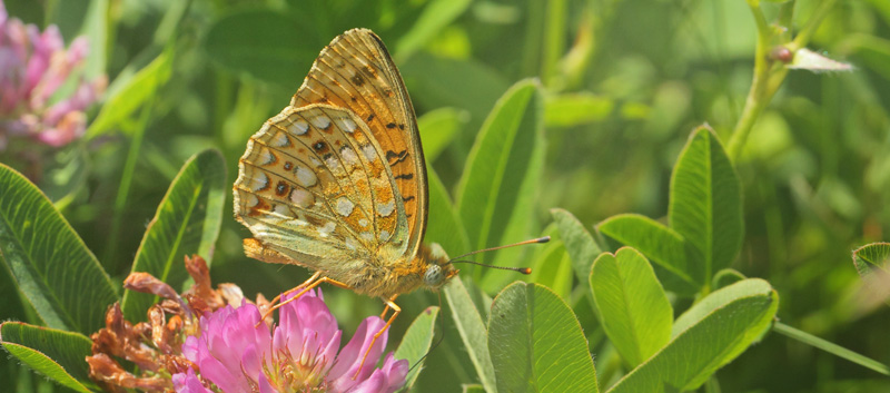 Klitperlemorsommerfugl, Fabriciana niobe. Dalby, Skne, Sverige d. 28 juni 2019. Fotograf; Lars Andersen