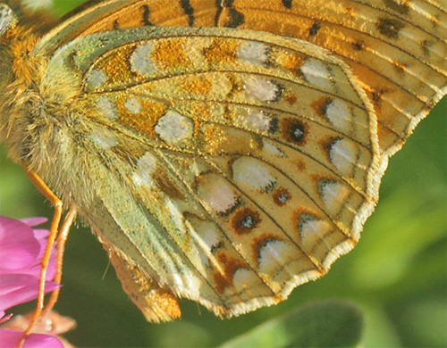 Klitperlemorsommerfugl, Fabriciana niobe. Dalby, Skne, Sverige d. 28 juni 2019. Fotograf; Lars Andersen