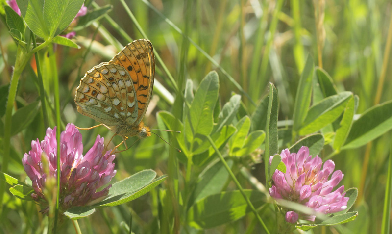 Klitperlemorsommerfugl, Fabriciana niobe. Dalby, Skne, Sverige d. 28 juni 2019. Fotograf; Lars Andersen