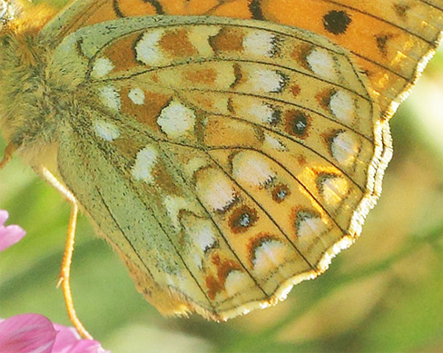 Klitperlemorsommerfugl, Fabriciana niobe. Dalby, Skne, Sverige d. 28 juni 2019. Fotograf; Lars Andersen