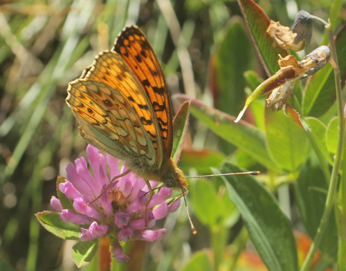 Klitperlemorsommerfugl, Fabriciana niobe. Dalby, Skne, Sverige d. 28 juni 2019. Fotograf; Lars Andersen