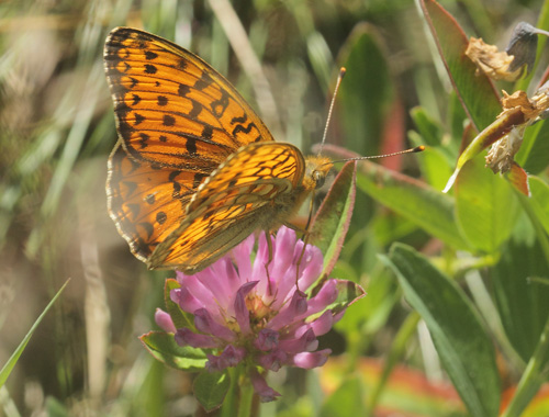 Klitperlemorsommerfugl, Fabriciana niobe. Dalby, Skne, Sverige d. 28 juni 2019. Fotograf; Lars Andersen