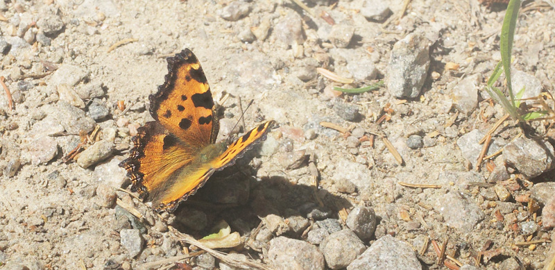 Kirsebrtakvinge, Nymphalis polychloros. Sjarp - Nsssjn, Brkne-Hoby, Blekinge, Sverige d. 3 juli 2019. Fotograf; Lars Andersen