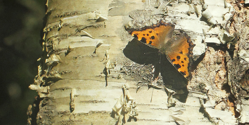 Kirsebrtakvinge, Nymphalis polychloros. Sjarp - Nsssjn, Brkne-Hoby, Blekinge, Sverige d. 3 juli 2019. Fotograf; Lars Andersen