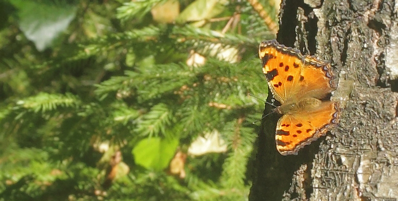 Kirsebrtakvinge, Nymphalis polychloros. Sjarp - Nsssjn, Brkne-Hoby, Blekinge, Sverige d. 3 juli 2019. Fotograf; Lars Andersen