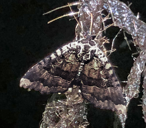 Svartbandat Ordensfly / Sort Ordensbånd, Mormo maura. Nordøstlig Frankrig d. 3 august 2019. Fotograf; Mats Lindeborg