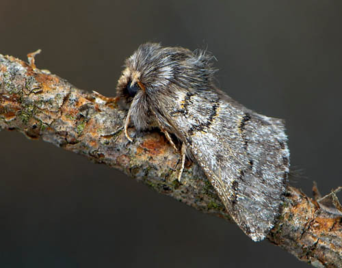 Tallprocessionspinnare / Fyrre-Processionsspinder, Thaumetopoea pinivora. land, Sverige d. 25 Juli 2019. Fotograf; Hkan Johansson