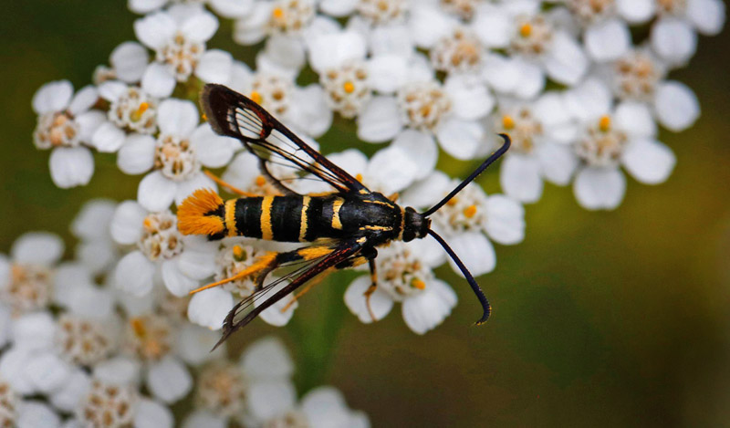 Egeglassværmer, Synanthedon vespiformis han. Uddevallshyltan, Småland d. 8 juli - 2019. Fotograf; Ole Andersen