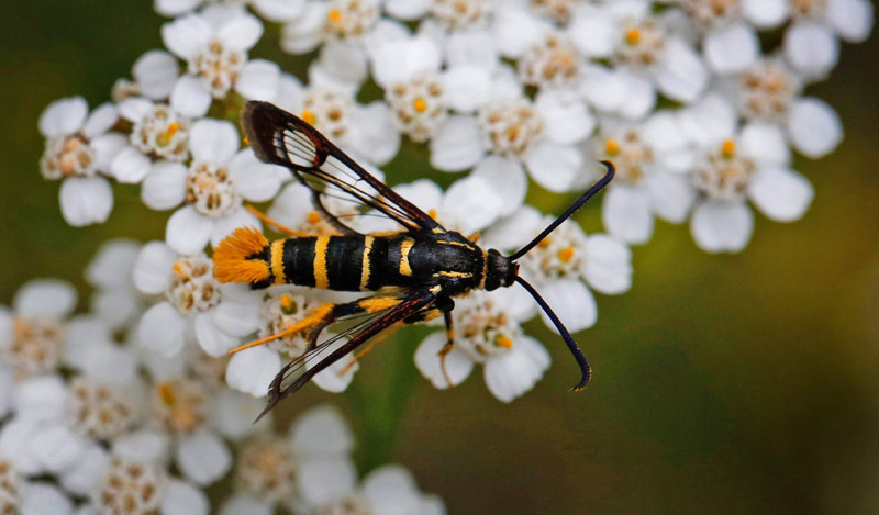 Egeglassvrmer, Synanthedon vespiformis han. Uddevallshyltan, Smland d. 8 juli - 2019. Fotograf; Ole Andersen