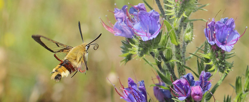 Bredrandet Humlebisvrmer, Hemaris fuciformis. Hagestad Naturresevat, Skne d. 19 juni 2019. Fotograf; Lars Andersen