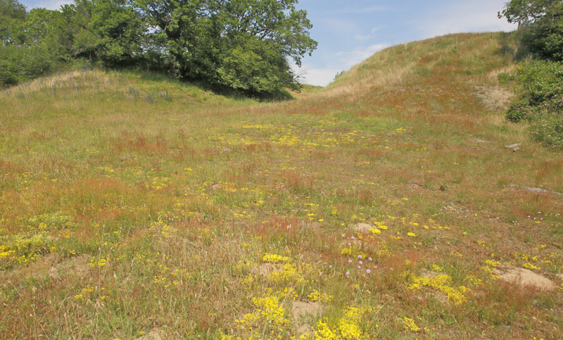 Lokalitet for Bredrandet Humlebisvrmer, Hemaris fuciformis. Hagestad Naturresevat, Skne d. 19 juni 2019. Fotograf; Lars Andersen