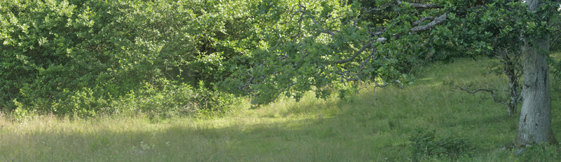 Lokalitet for Slensommerfugl, Satyrium pruni. varps flad, fuktngen, Skne, Sverige d. 28 juni 2019. Fotograf; Lars Andersen