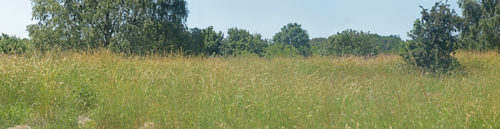 Klitperlemorsommerfugl, Fabriciana niobe. Dalby, Skne, Sverige d. 28 juni 2019. Fotograf; Lars Andersen