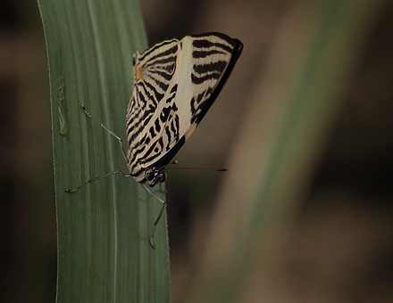 Dirce Beauty, Colobura dirce (Linnaeus, 1758). Sommerfuglehus, Botanisk Have, København, Danmark d. 7 august 2018. Fotograf; Lars Andersen