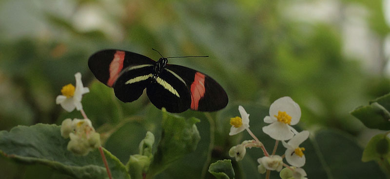 Postman, Heliconius melpomene rosina (Boisduval, 1870). Sommerfuglehus, Botanisk Have, København, Danmark d. 7 august 2018. Fotograf; Lars Andersen