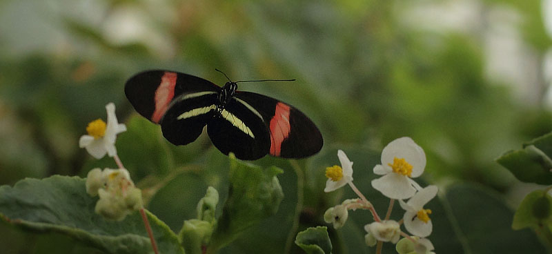 Postman, Heliconius melpomene rosina (Boisduval, 1870).  Sommerfuglehus, Botanisk Have, Kbenhavn, Danmark d. 7 august 2018. Fotograf; Lars Andersen