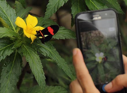 Postman, Heliconius melpomene rosina (Boisduval, 1870). Sommerfuglehus, Botanisk Have, København, Danmark d. 7 august 2018. Fotograf; Lars Andersen