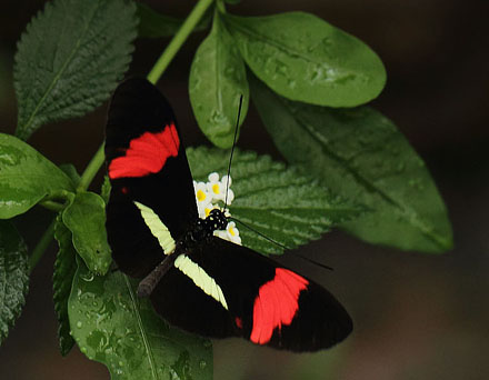 Postman, Heliconius melpomene rosina (Boisduval, 1870). Sommerfuglehus, Botanisk Have, Kbenhavn, Danmark d. 7 august 2018. Fotograf; Lars Andersen