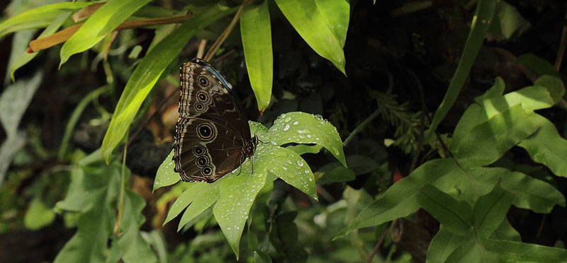 Common Morpho, Morpho helenor peleides (Kollar, 1850). Sommerfuglehus, Botanisk Have, København, Danmark d. 7 august 2018. Fotograf; Lars Andersen