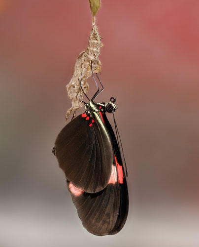 Common Longwing, Heliconius erato ssp. adana (J. Turner, 1967). Trinidad january 12, 2020. Photographer; Tubas Lkkegaard