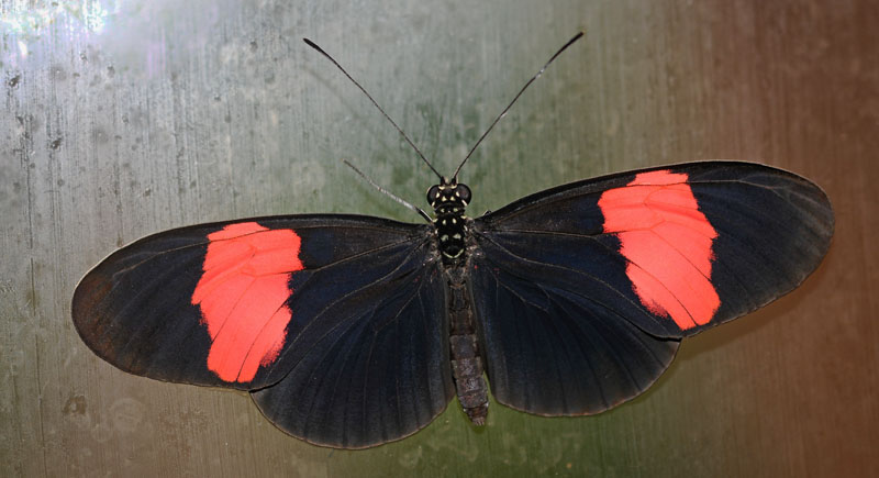 Common Longwing, Heliconius erato ssp. adana (J. Turner, 1967). Trinidad january 12, 2020. Photographer; Tubas Løkkegaard