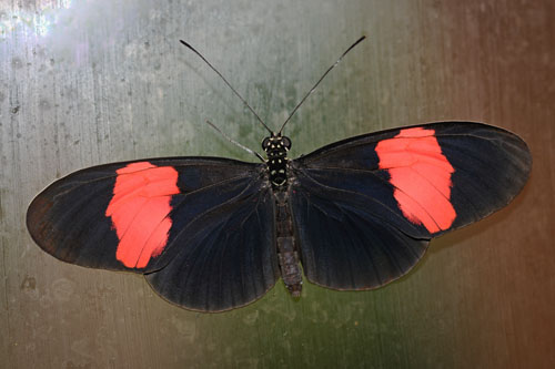 Common Longwing, Heliconius erato ssp. adana (J. Turner, 1967). Trinidad january 12, 2020. Photographer; Tubas Løkkegaard