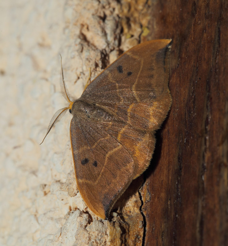 Toplettet Seglvinge, Watsonalla binaria (Hufnagel, 1767) . La Gaude, Alpes-Maritimes, Frankrig d. 20 maj 2019. Fotograf; Lars Andersen