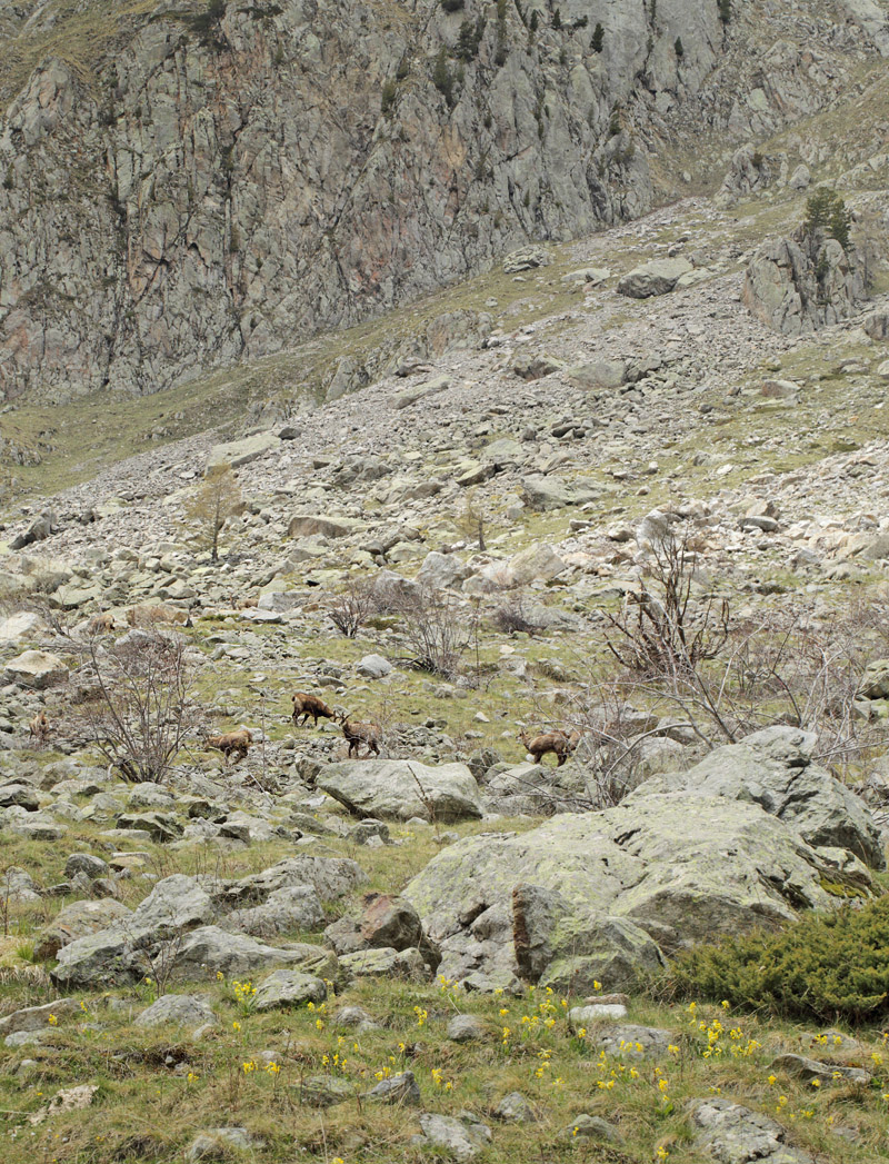 Gemse, Rupicapra rupicapra.  Gordolasque 1650 m.h., Alpes-Maritimes d. 21 maj 2019. Fotograf; Lars Andersen