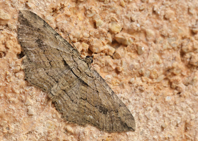 Ren Klematismler, Horisme tersata (Denis & Schiffermller, 1775). La Gaude, Alpes-Maritimes, Frankrig d. 19 maj 2019. Fotograf; Lars Andersen