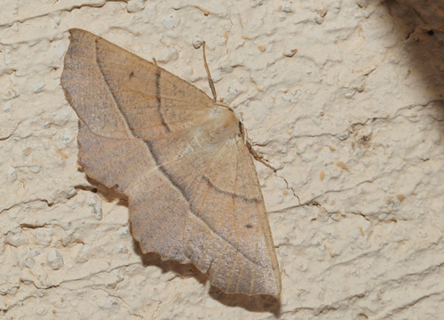 Phalène honorée, Campaea honoraria (Denis & Schiffermüller, 1775). La Gaude 218 m., Alpes-Maritimes, Frankrig d. 13 maj 2019. Fotograf; Lars Andersen