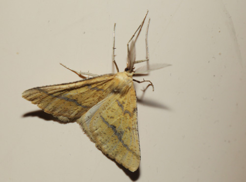 Yellow Belle, Aspitates (Napuca) ochrearia (Rossi, 1794). La Gaude 218 m., Alpes-Maritimes, Frankrig d. 13 maj 2019. Fotograf; Lars Andersen