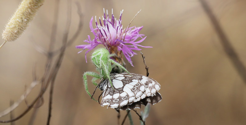 Skakbrtrandje, Melanargia galathea. Col de Vence 790 m., Alpes Maritimes d. 15 juli 2019. Fotograf; Yvonne Nielsen