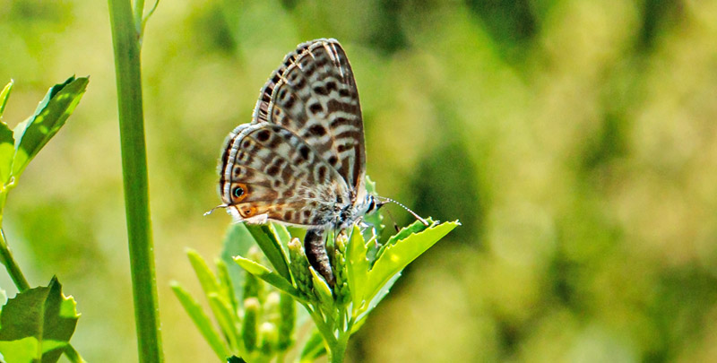 Lille Vandreblåfugl, Leptotes pirithous. Isola, 1639 m. Parc de Mercantour, Frankrig d. 7 juli 2016. Fotograf; John S. Petersen