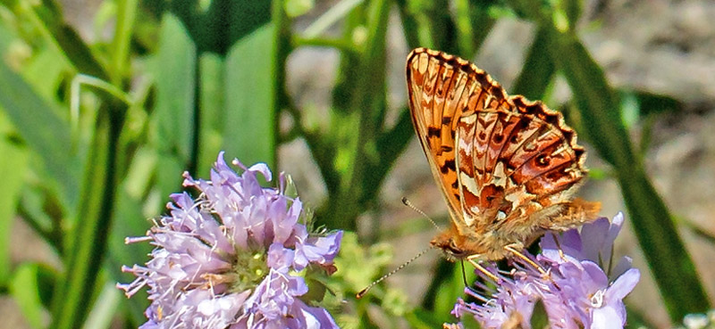 Harlekinperlemorsommerfugl, Boloria titania. Isola, 1639 m. Parc de Mercantour, Frankrig d. 7 juli 2016. Fotograf; John S. Petersen