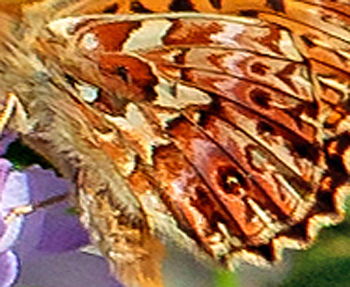 Harlekinperlemorsommerfugl, Boloria titania. Isola, 1639 m. Parc de Mercantour, Frankrig d. 7 juli 2016. Fotograf; John S. Petersen
