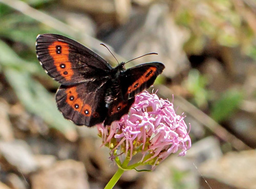 Lille Skovbjergrandje, Erebia euryale. Valberg -Les Launes 1550 m., Parc de Mercantour, Alpes Maritimes d. 8 juli 2019. Fotograf; John S. Petersen