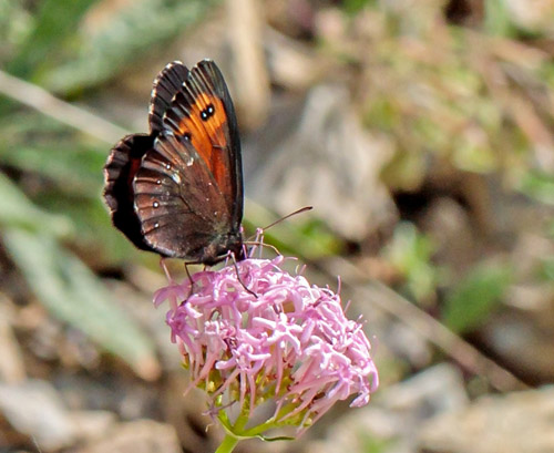 Lille Skovbjergrandje, Erebia euryale. Valberg -Les Launes 1550 m., Parc de Mercantour, Alpes Maritimes d. 8 juli 2019. Fotograf; John S. Petersen