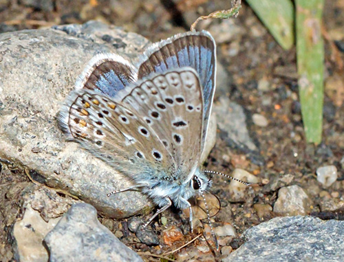 Klippeblfugl, Polyommatus eros. Valberg -Les Launes 1550 m., Parc de Mercantour, Alpes Maritimes d. 8 juli 2019. Fotograf; John S. Petersen