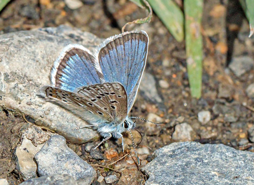 Klippeblfugl, Polyommatus eros. Valberg -Les Launes 1550 m., Parc de Mercantour, Alpes Maritimes d. 8 juli 2019. Fotograf; John S. Petersen