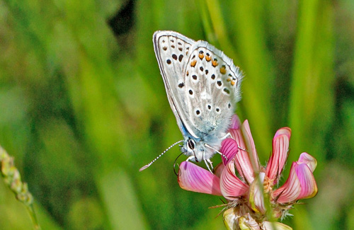 Klippeblfugl, Polyommatus eros. Valberg -Les Launes 1550 m., Parc de Mercantour, Alpes Maritimes d. 8 juli 2019. Fotograf; John S. Petersen