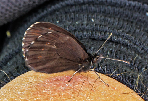 Lille Skovbjergrandje, Erebia euryale. Valberg -Les Launes 1550 m., Parc de Mercantour, Alpes Maritimes d. 8 juli 2019. Fotograf; John S. Petersen