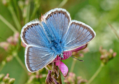 Klippeblfugl, Polyommatus eros. Valberg -Les Launes 1550 m., Parc de Mercantour, Alpes Maritimes d. 8 juli 2019. Fotograf; John S. Petersen