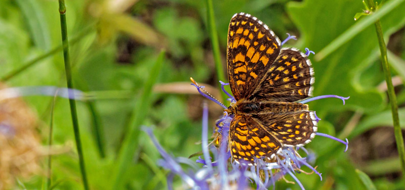 Guldpletvinge, Melitaea aurelia han. Valberg -Les Launes 1550 m., Parc de Mercantour, Alpes Maritimes d. 8 juli 2019. Fotograf; John S. Petersen