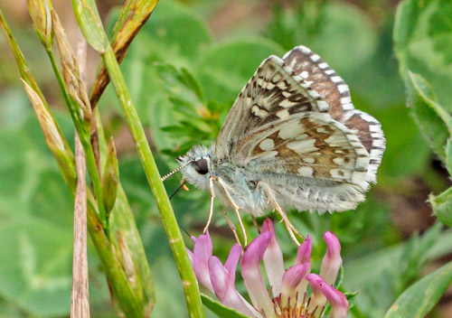 Mørkringet Bredpande, Pyrgus carthami. Valberg -Les Launes 1550 m., Parc de Mercantour, Alpes Maritimes d. 8 juli 2019. Fotograf; John S. Petersen