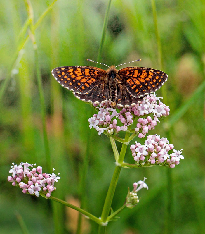 Mrk Pletvinge, Melitaea diamina ssp. magnaclara (Verity, 1931). Valberg -Les Launes 1550 m., Parc de Mercantour, Alpes Maritimes d. 8 juli 2019. Fotograf; John S. Petersen