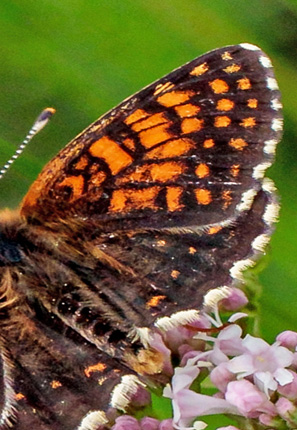 Mrk Pletvinge, Melitaea diamina ssp. magnaclara (Verity, 1931). Valberg -Les Launes 1550 m., Parc de Mercantour, Alpes Maritimes d. 8 juli 2019. Fotograf; John S. Petersen