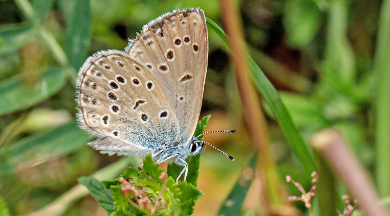 Rebels Blfugl, Phengaris rebeli hun. Les Launes Parc de Mercantour i 1550m. Frankrig d. 8 juli 2019. Fotograf;  John S. Petersen